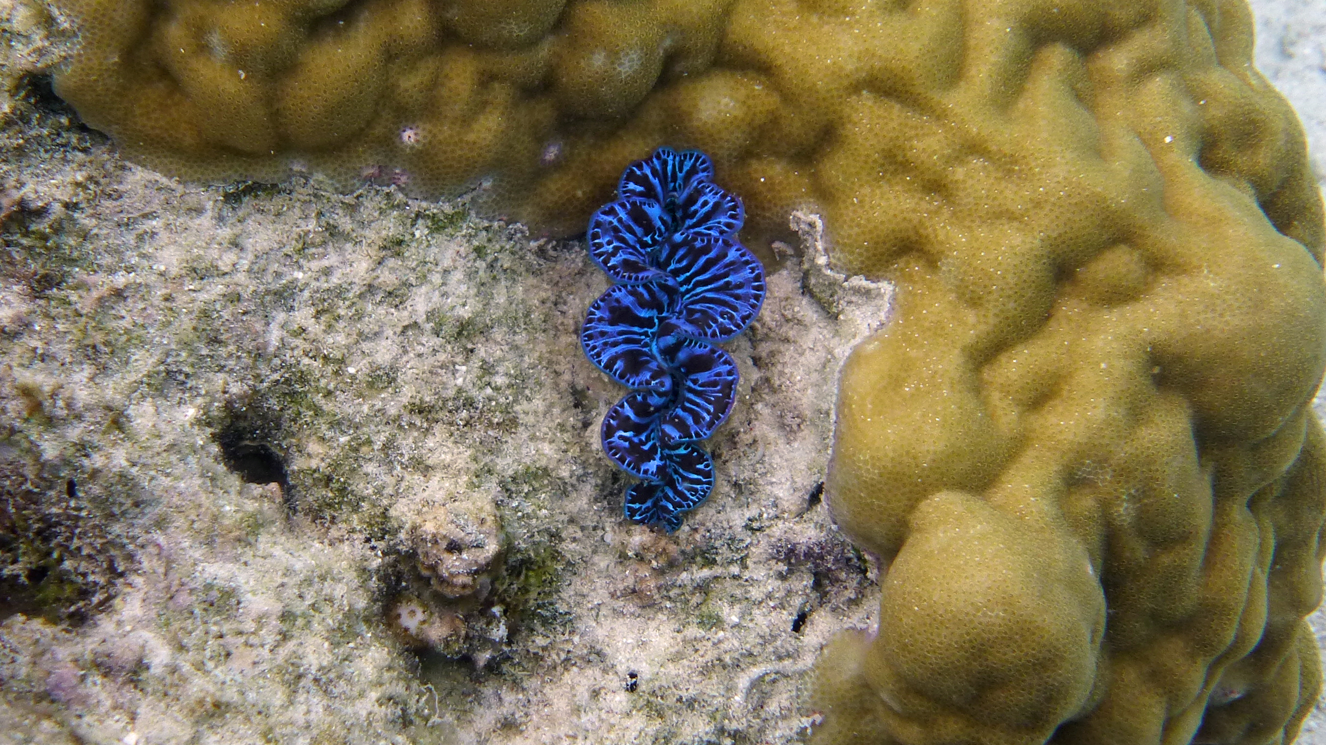 Blue giant clam, Mo'orea, French Polynesia 2019.